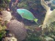 Thumbs/tn_waterparrot fish 1.jpg